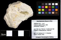 Foto (Objekt + Etiketten) von Oxythyreus gibbus (Reuss, 1858) 